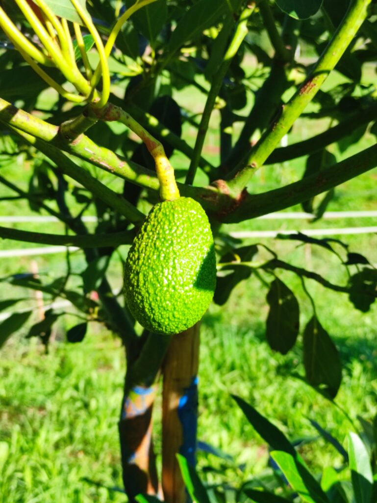 Aguacate en el árbol