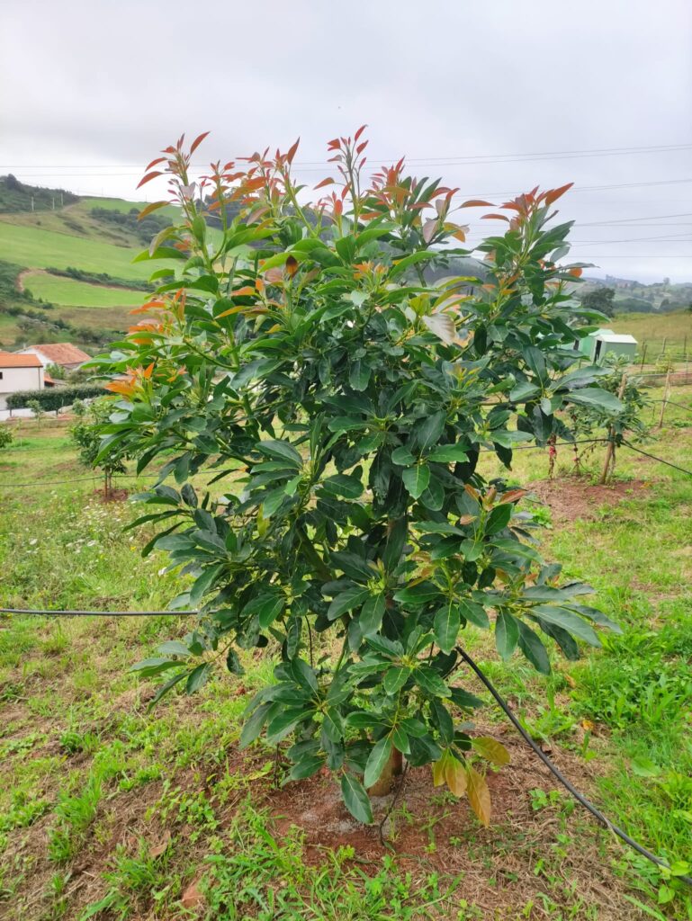 Árbol de aguacate