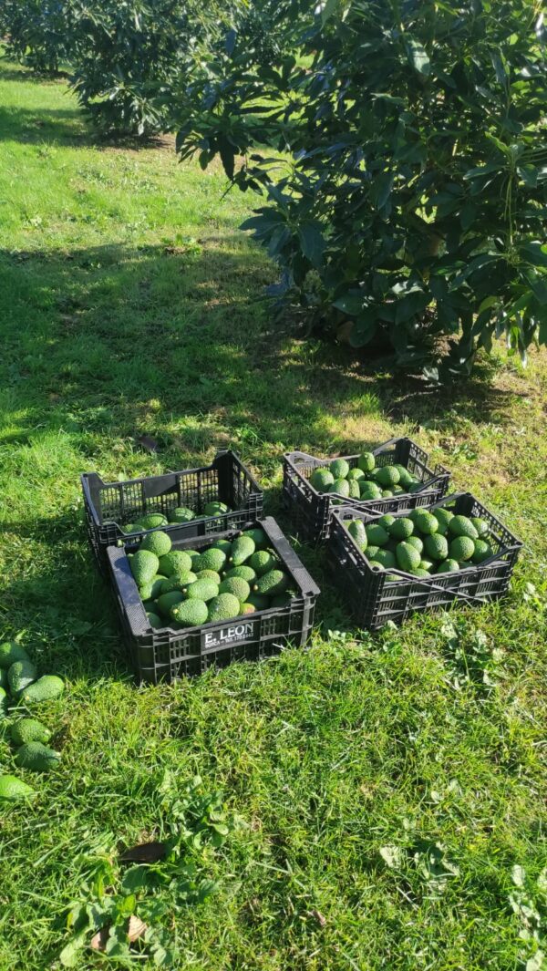 Aguacate en caja y en el campo