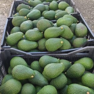 Aguacate en Caja