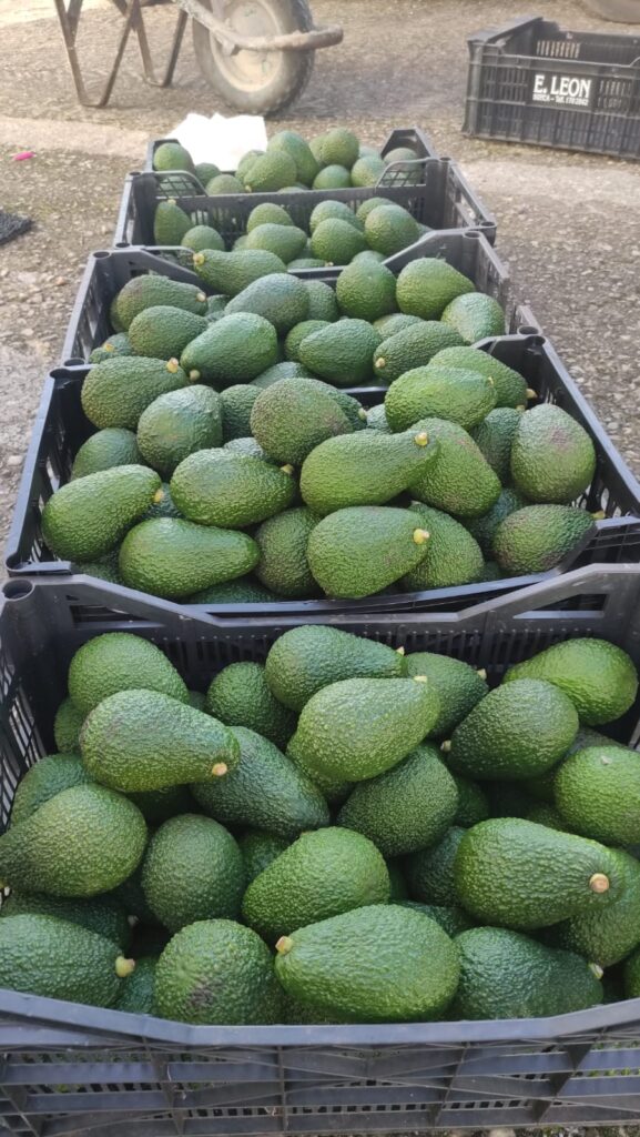Aguacate en Caja