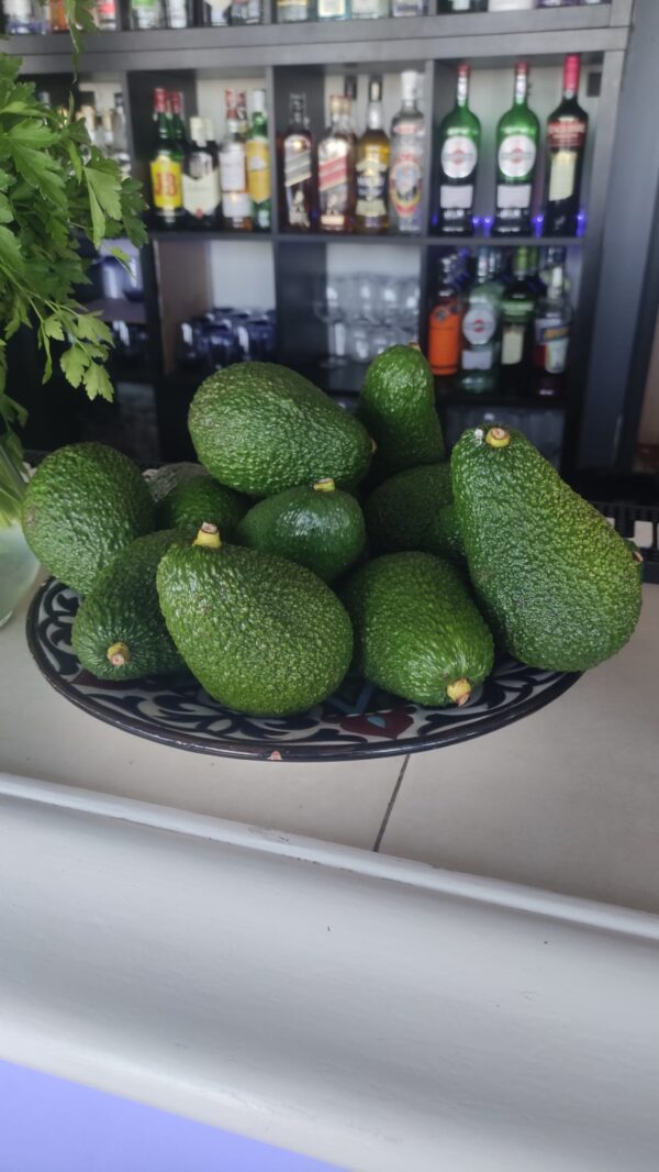 Aguacate en exposicion