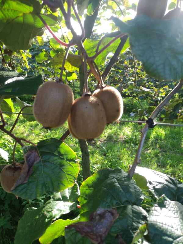 Kiwi en árbol