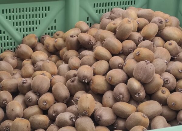 Kiwi a granel