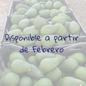 Disponibilidad aguacate
