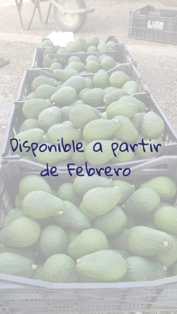 Disponibilidad aguacate